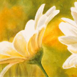 Lamina - Marguerites dans le Solei II Enmarcado de cuadros