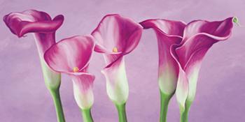 Lamina - Calle in fiore