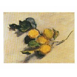 Lamina - Branche de Citronnier Enmarcado de cuadros