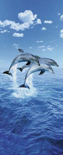 Poster para pared -Three dolphins