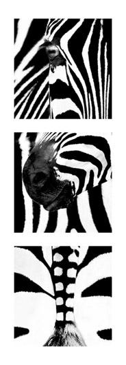 Lamina - Zebras