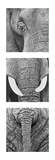 Lamina - Elephants