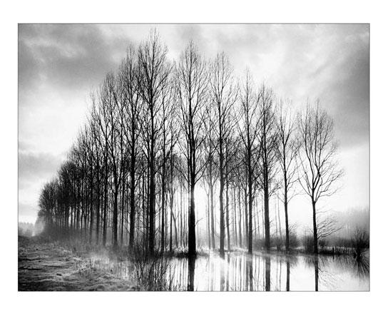 Lamina - Trees in Normandy 