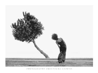 Lamina - The Tree Marcos y Cuadros