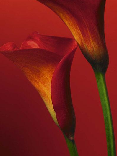 Lamina - Red Calla Lilies