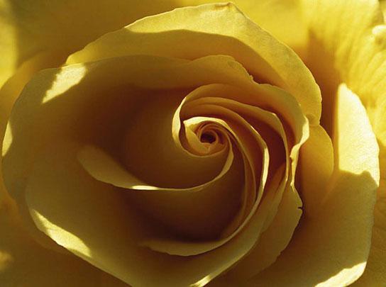 Lamina - Yellow Rose