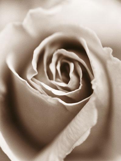 Lamina - Heart of the Rose 