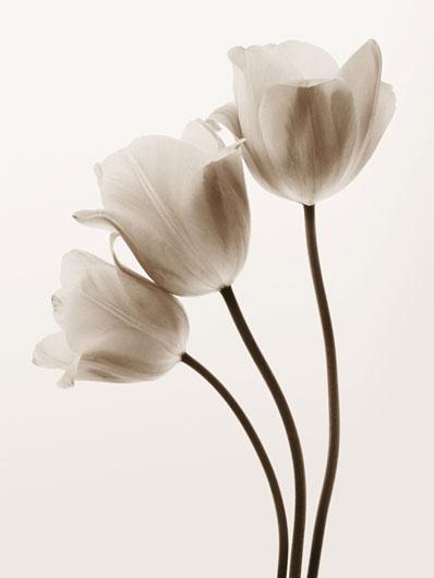 Lamina - Composition whit Three Tulips 