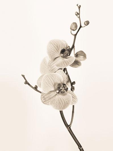 Lamina - Orchids in Sepia Tones 