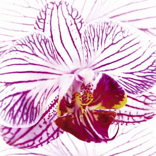 Lamina - Orchid I