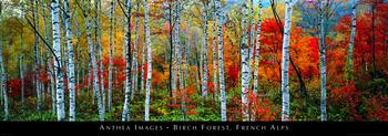 Lamina - Birch Forest, French Alps 
