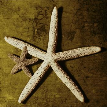 Lamina - Starfish