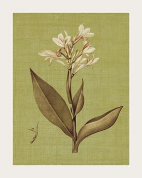 Lamina - Botanica Verde II