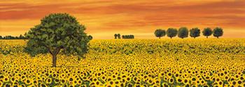 Lamina - Field of Sunflowers  Marcos y Cuadros