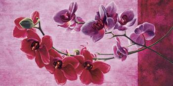 Lamina - Composizione di orchidee